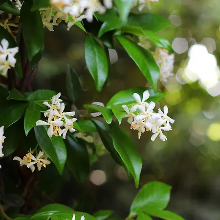 Valsabbion アパート *