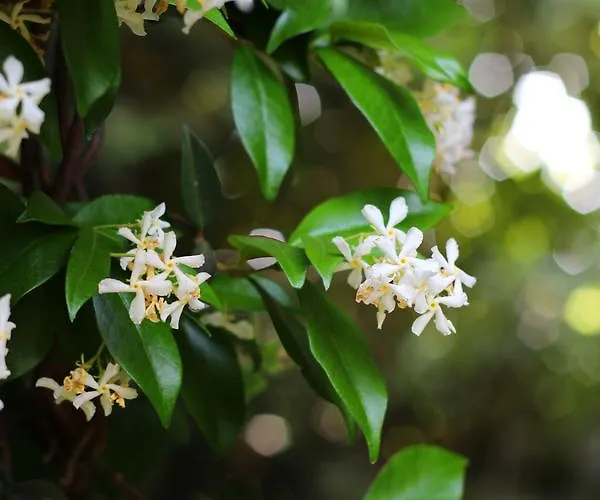 Valsabbion Apartamento *